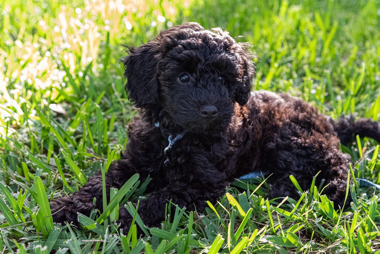 Schnoodle Puppy sitting in a green grass wearing a blue leash