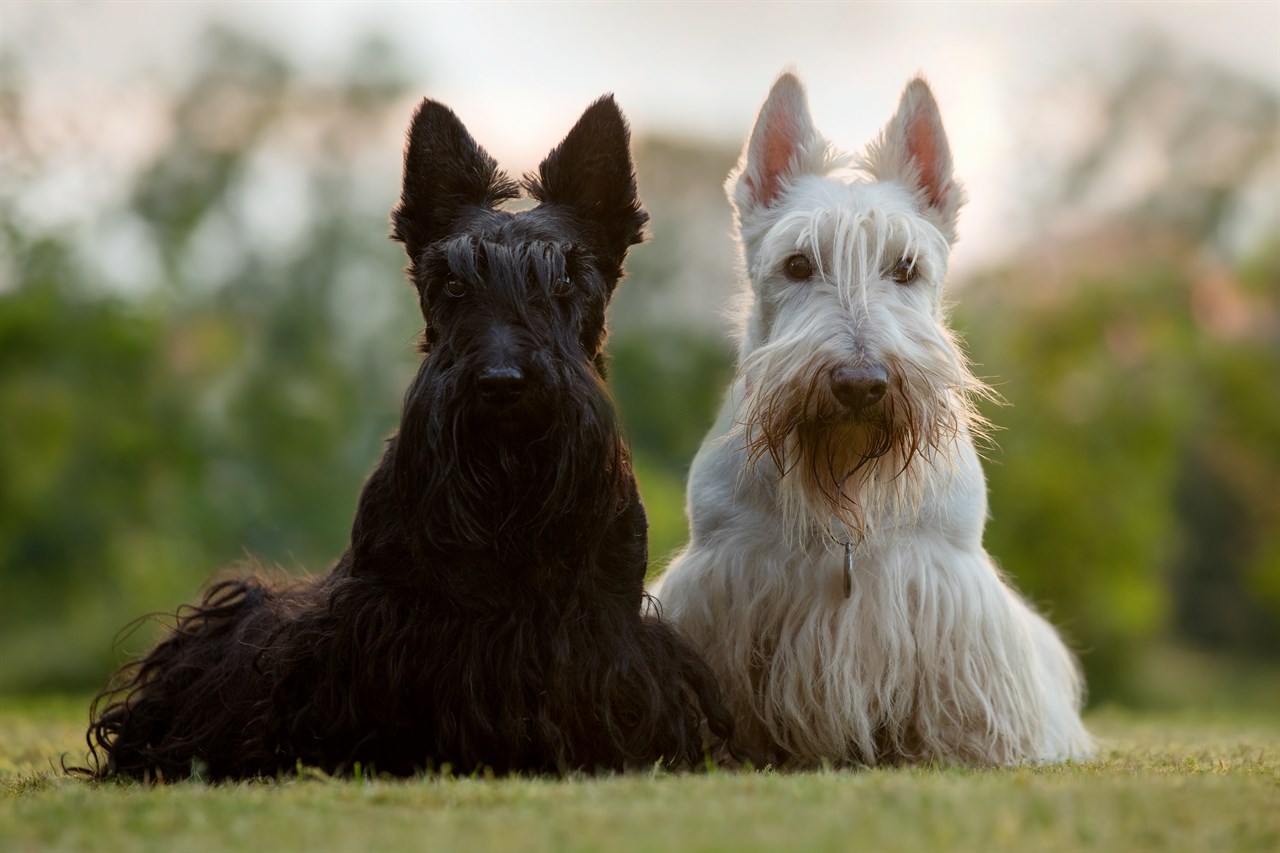 Two Scottish Terrier Dog standing on short grass field looking at camera