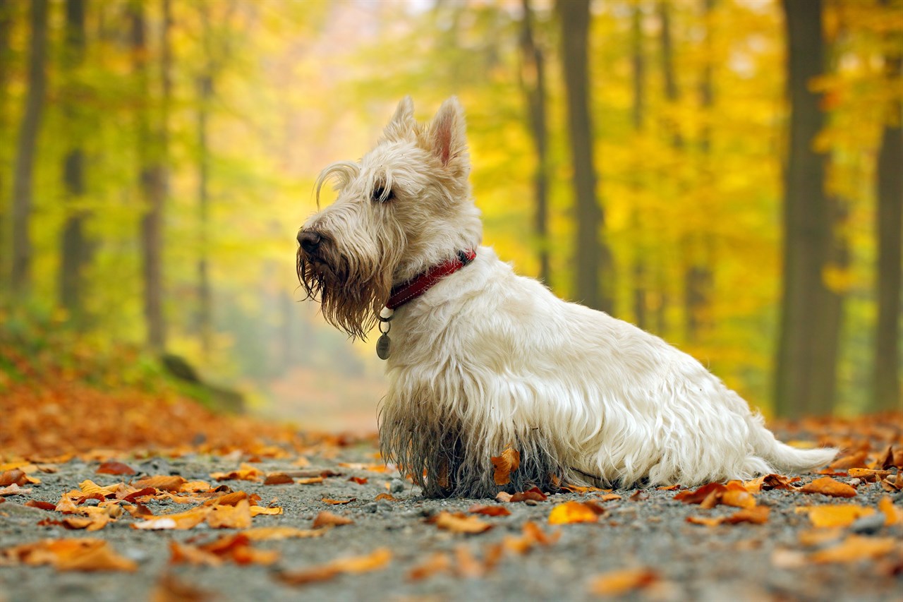 Side view of white Scottish Terrier Dog standing in the woods during autumn season