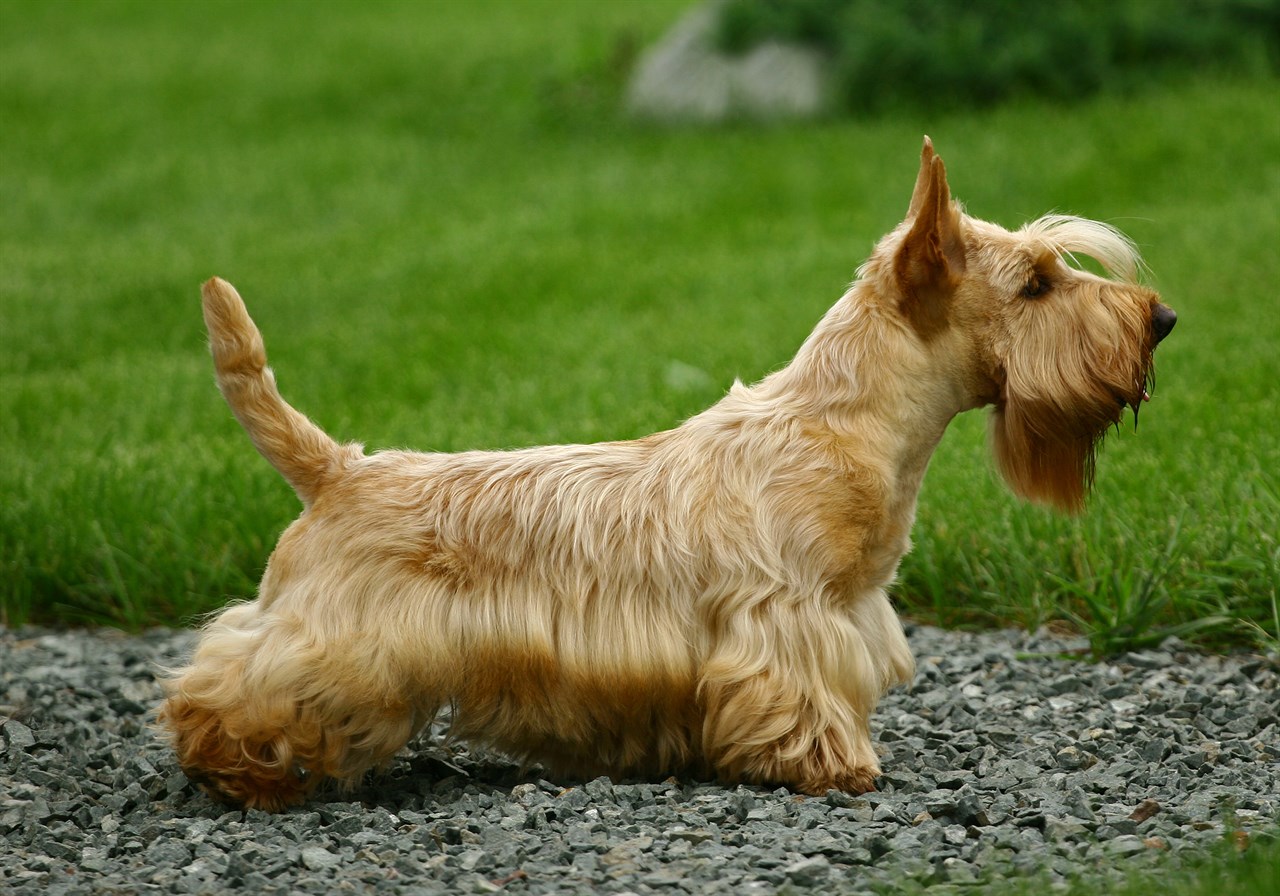 LIght brown Scottish Terrier Dog standing on the gravel covered ground