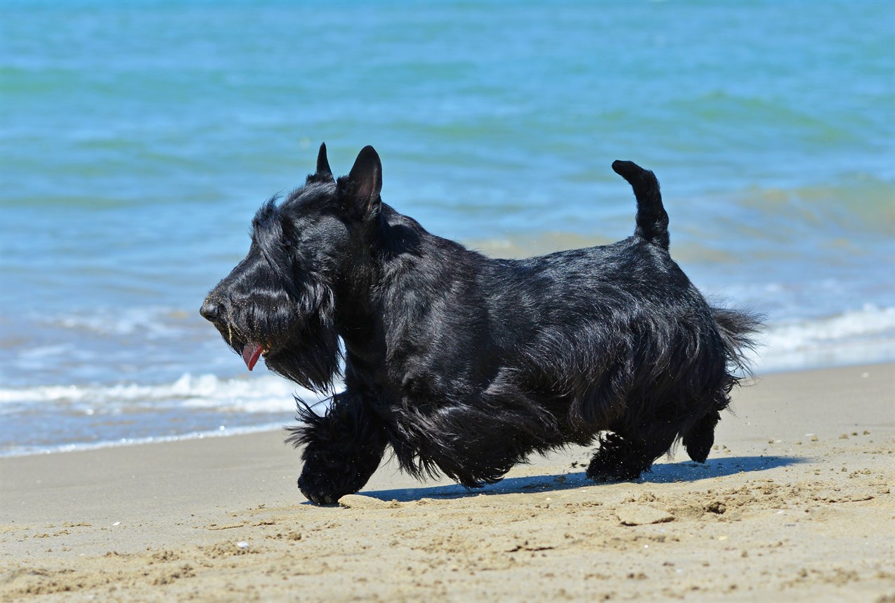 Black Scottish Terrier Dog running on the sandy beach