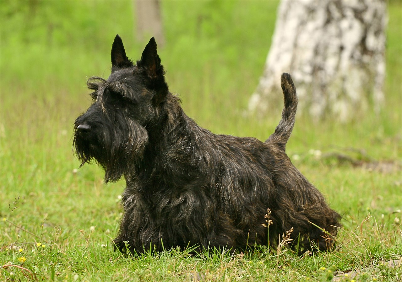 Side view of black Scottish Terrier Dog standing on a green grass