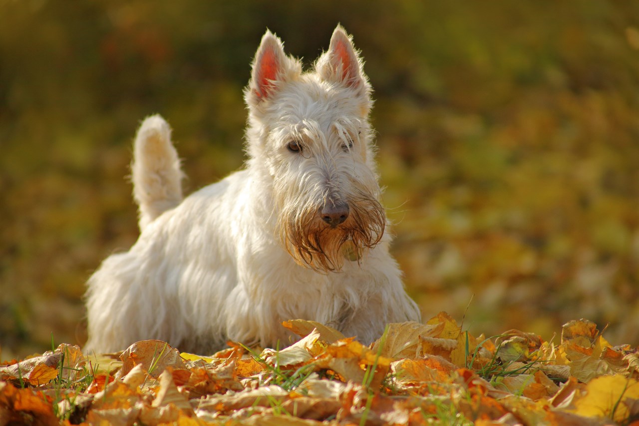 White Scottish Terrier Dog walking on fallen leaves covered ground