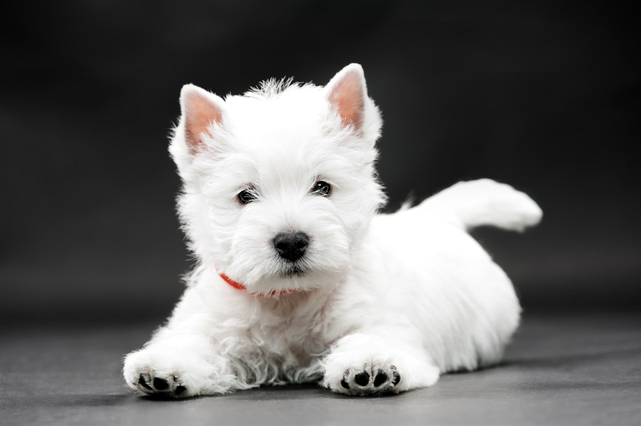 Cute Scottish Terrier Puppy lying on its belly wearing a red collar