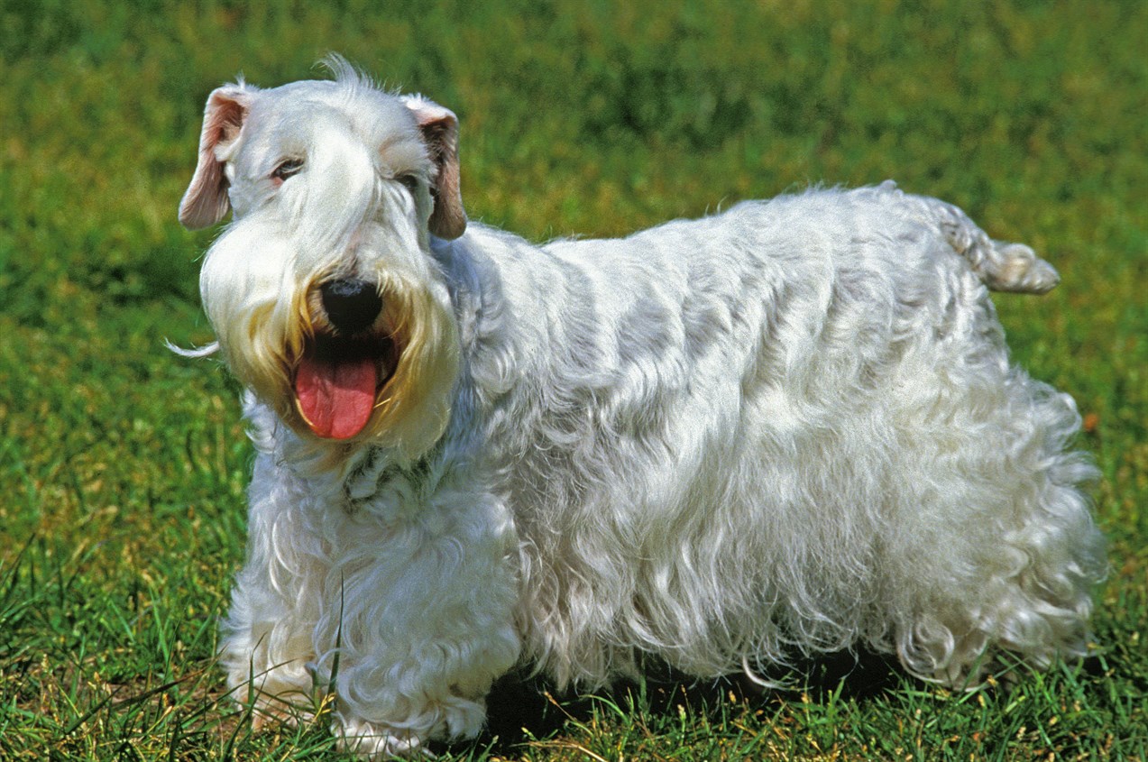 Sealyham Terrier Dog standing on green grass smiling at camera