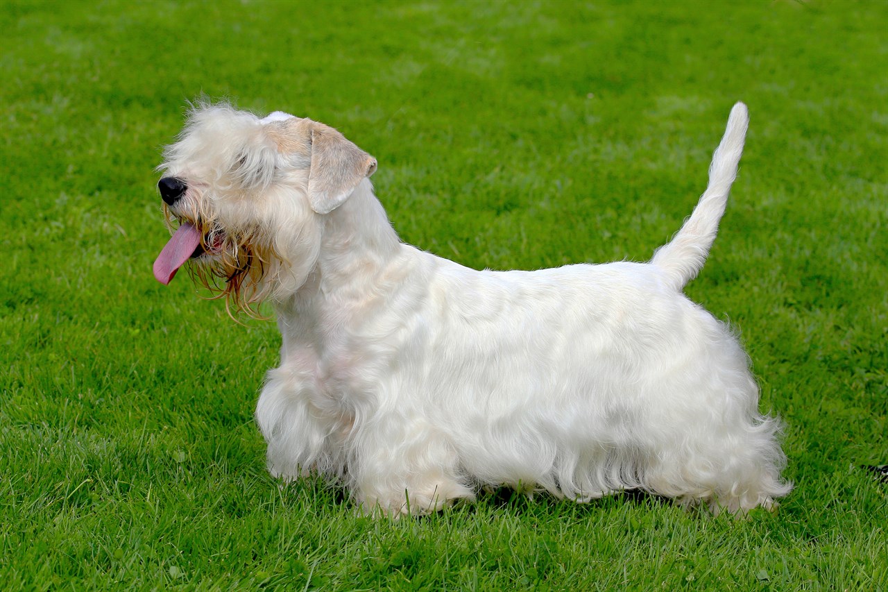 Side view of Sealyham Terrier Dog standing on green grass with it's tongue out