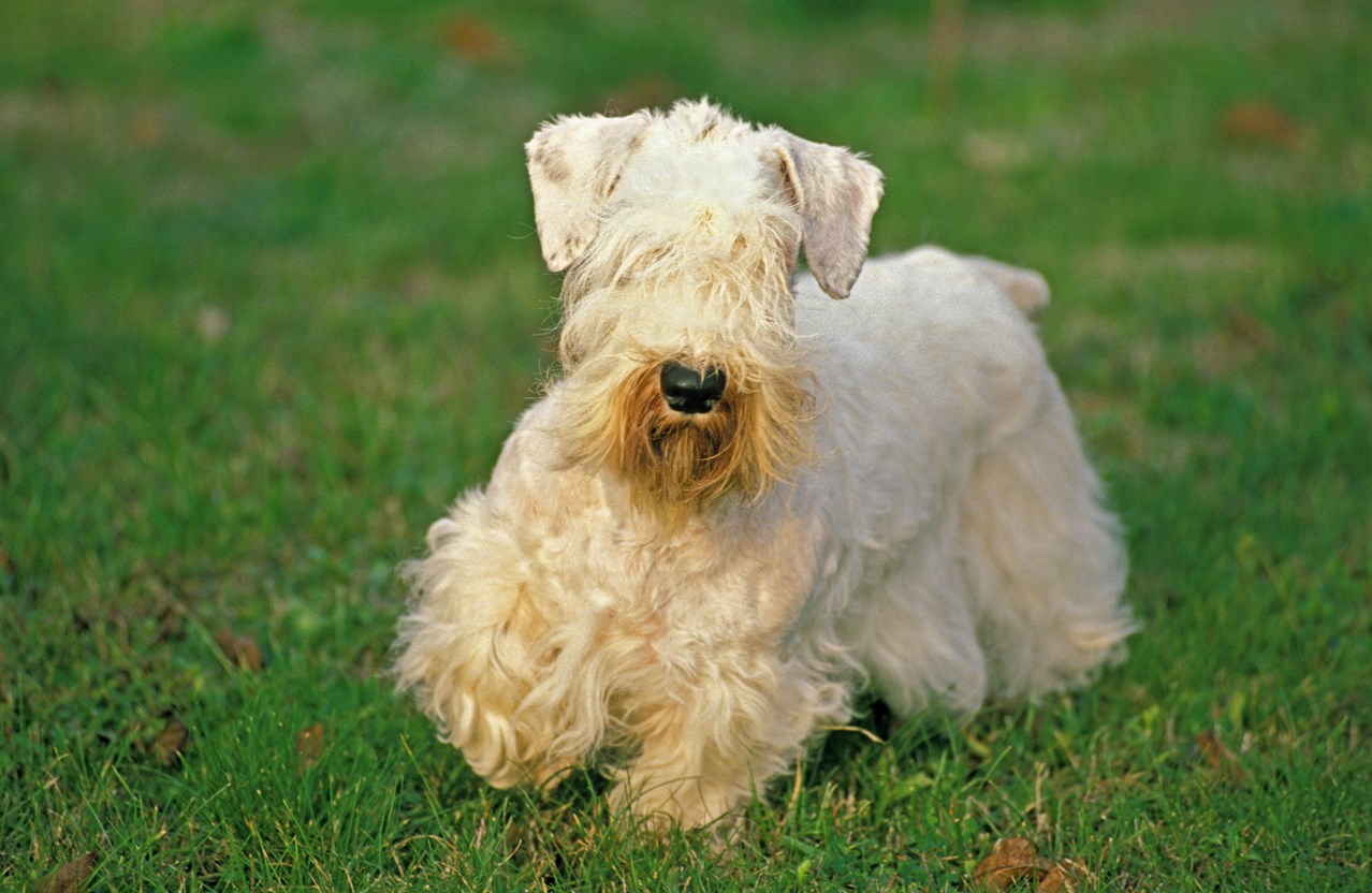 Sealyham Terrier Dog walking up towards the camera on a green grass