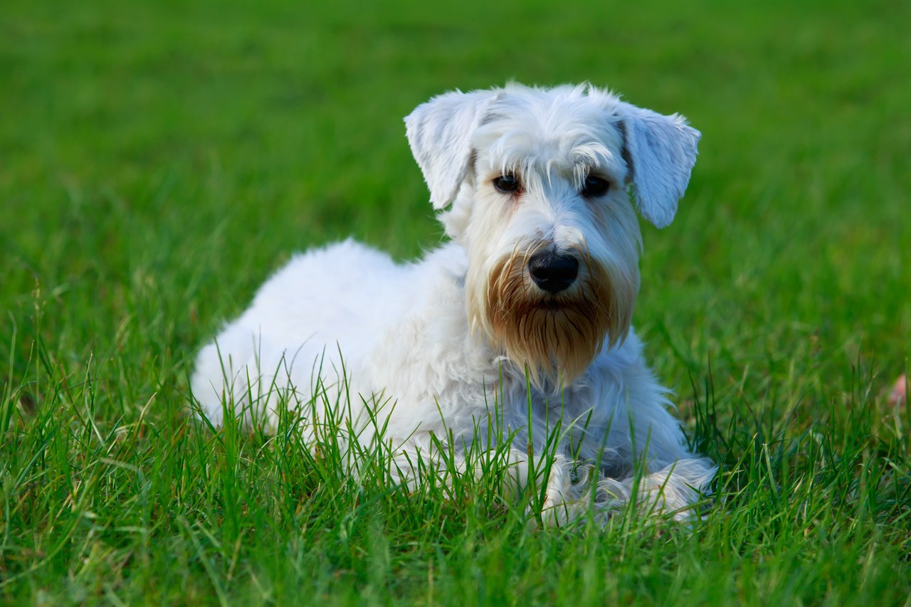 Cute Sealyham Terrier Dog sitting on its belly on beautiful green grass