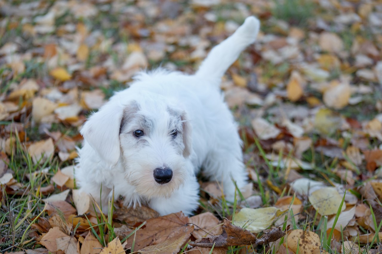 Sealyham Terrier Puppy walking on dried leave covered ground