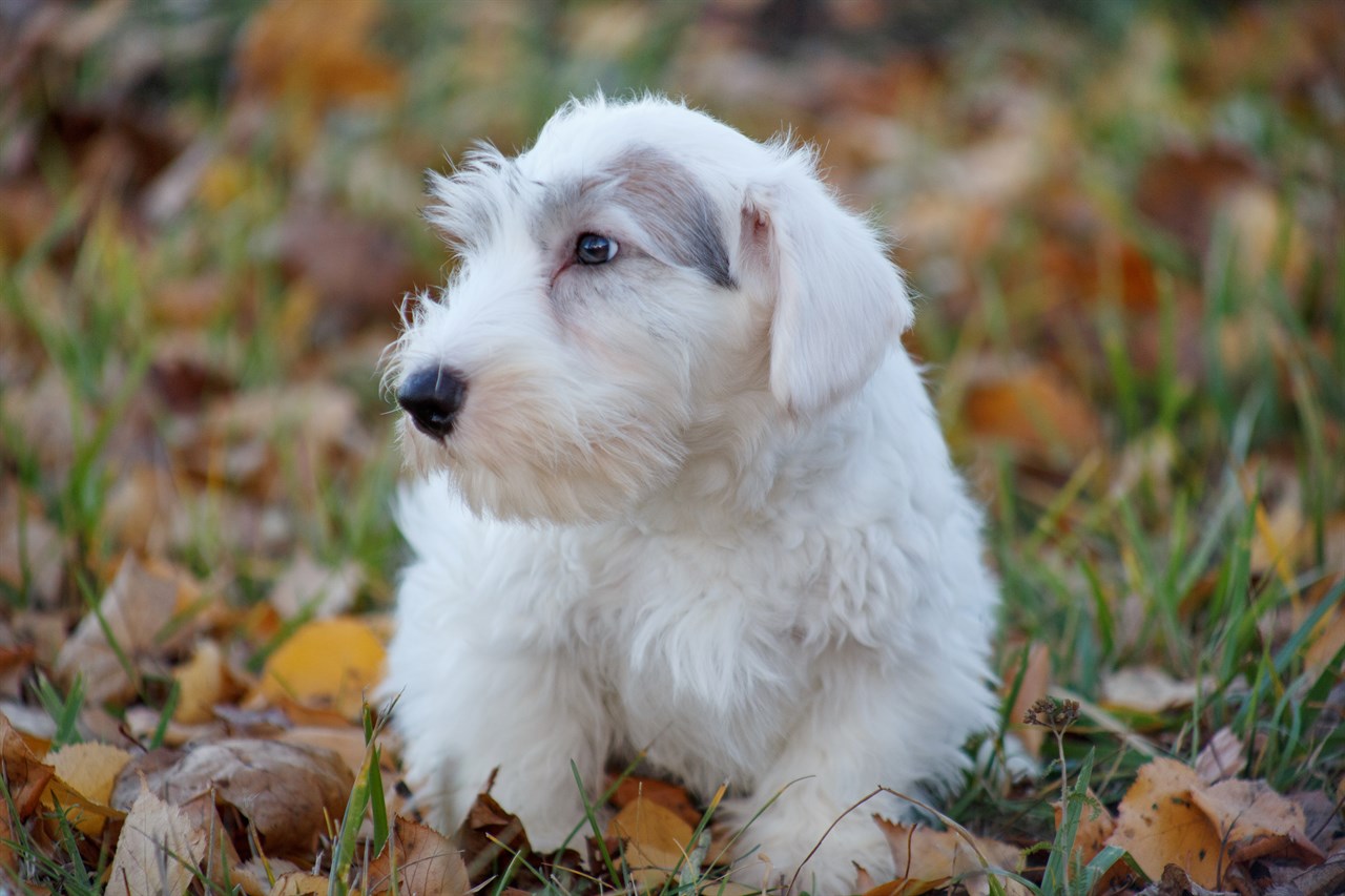 Cute Sealyham Terrier Puppy sitting on dried leave covered ground