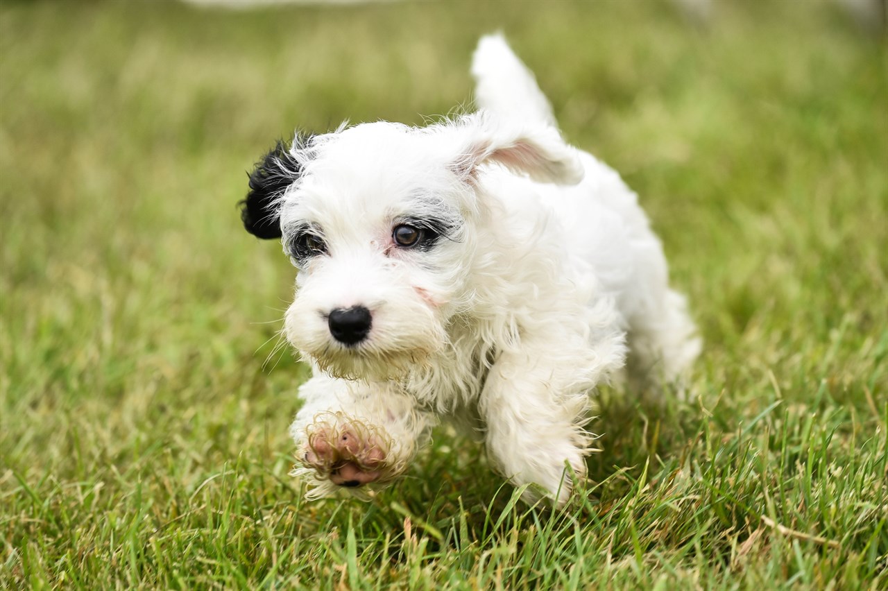 Playful Sealyham Terrier Puppy running on green grass field