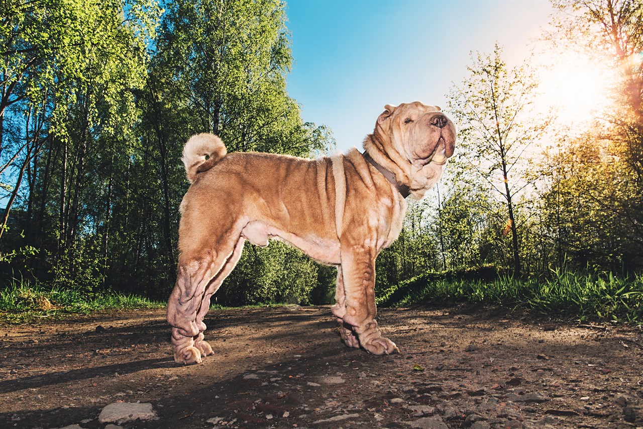 Shar Pei Dog standing on dirt road with beautiful forest and sky background