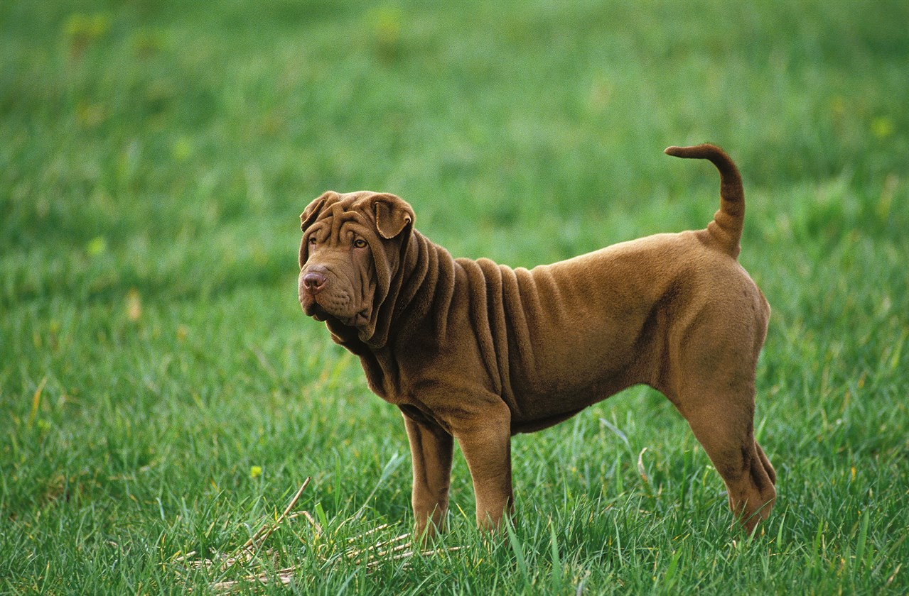 Side view of Shar Pei Dog standing on green grass field