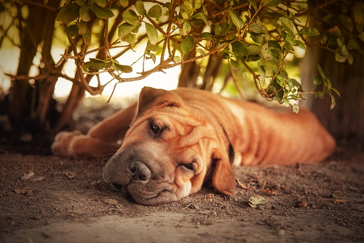 Aesthetic shot of Shar Pei Dog lying on the ground looking at camera