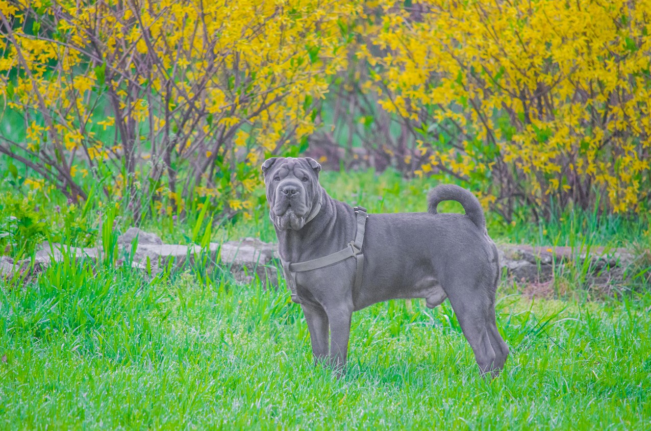 Black Shar Pei Dog standing outdoor with beautiful greeny background wearing a leash