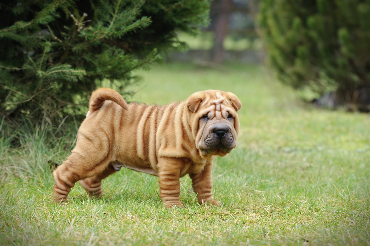 Chocolate Shar Pei Puppy standing outdoor near a pine trees