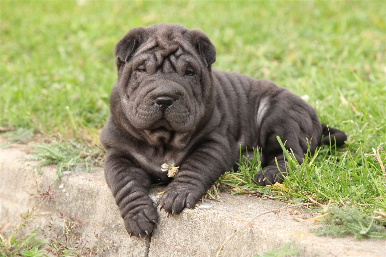 Black Shar Pei Puppy sitting on the road curb looking towards the camera