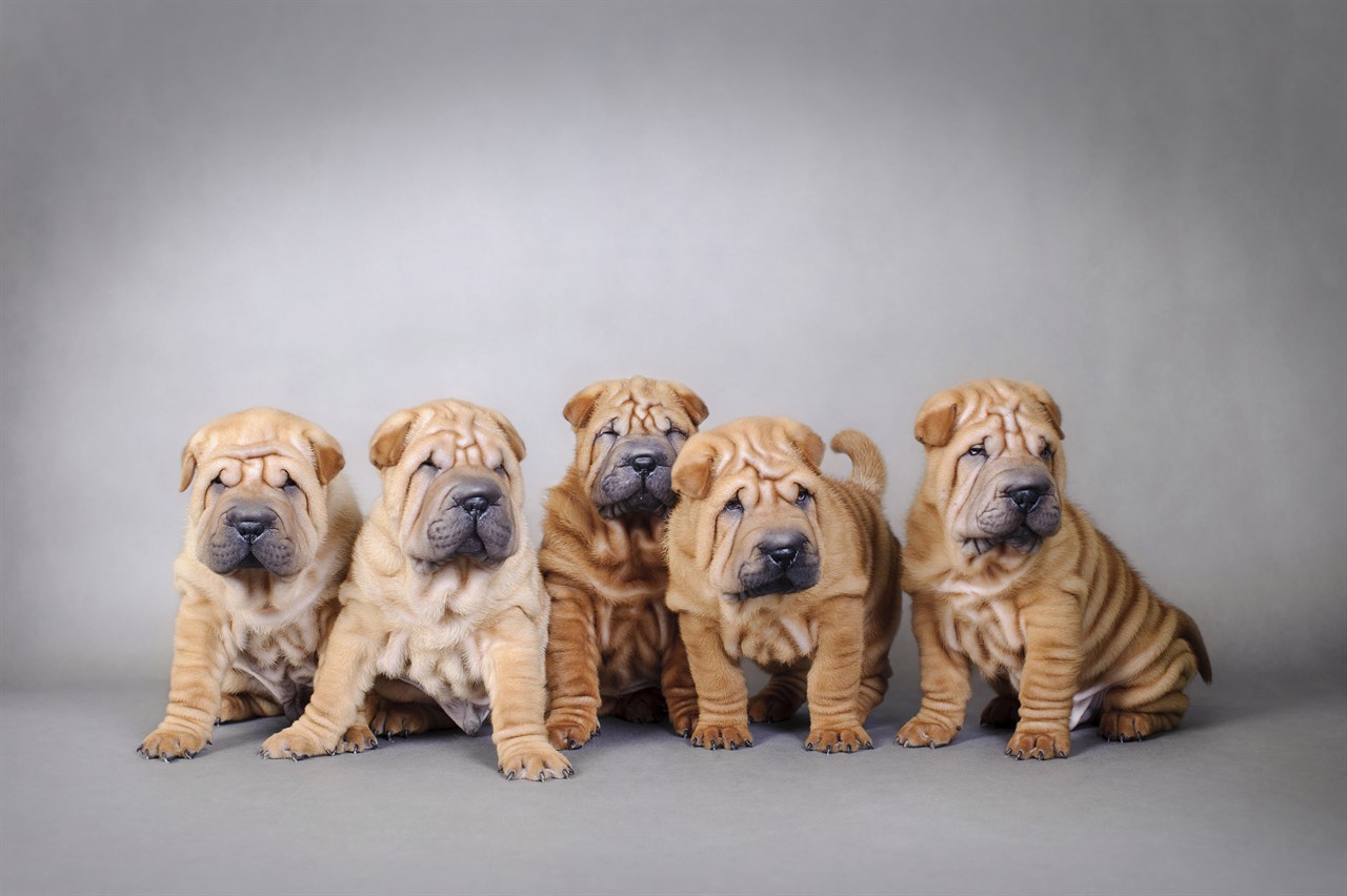 A litter of Shar Pei Puppy standing in a photo studio with grey backdrop