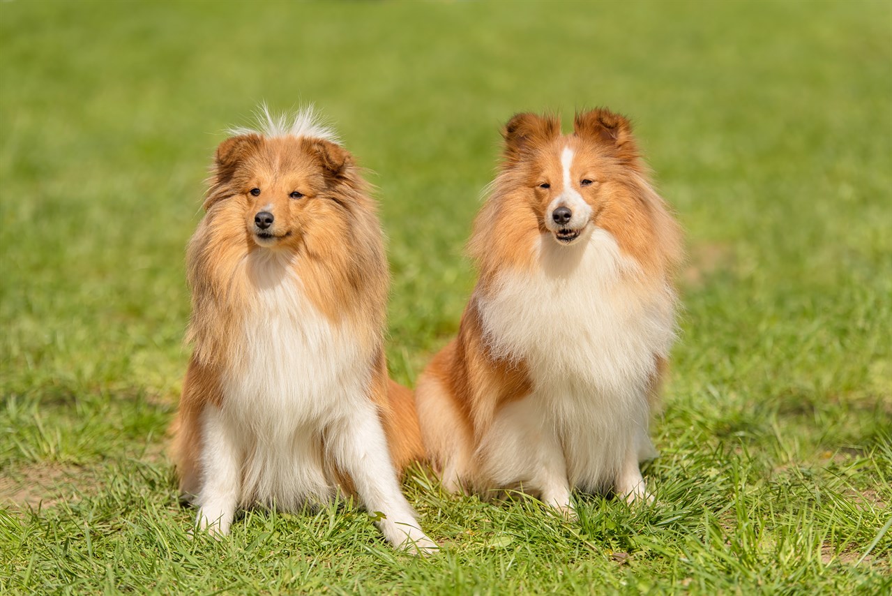 Two Shetland Sheepdog Dogs sitting on their lower back looking at camera