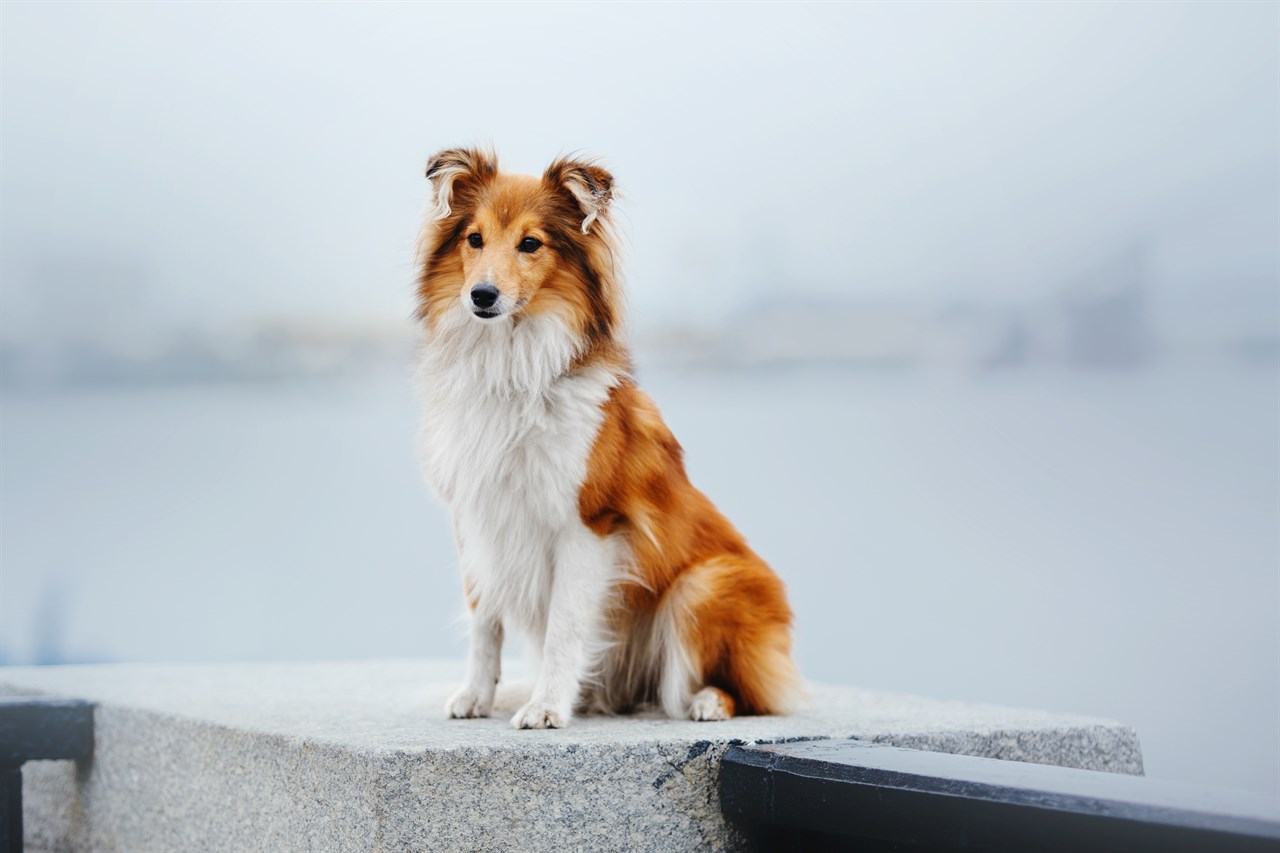 Shetland Sheepdog Dog standing on a concrete border with ocean background