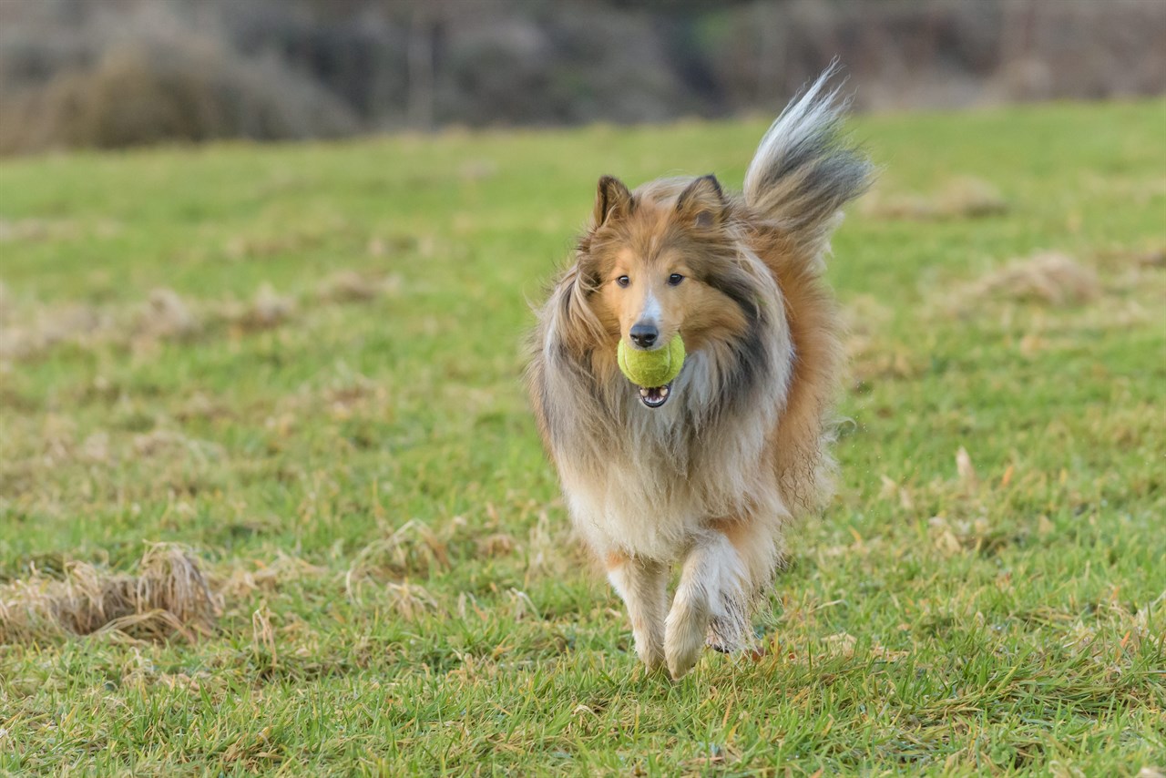 Shetland Sheepdog Dog running across the field with tennis ball in its mouth