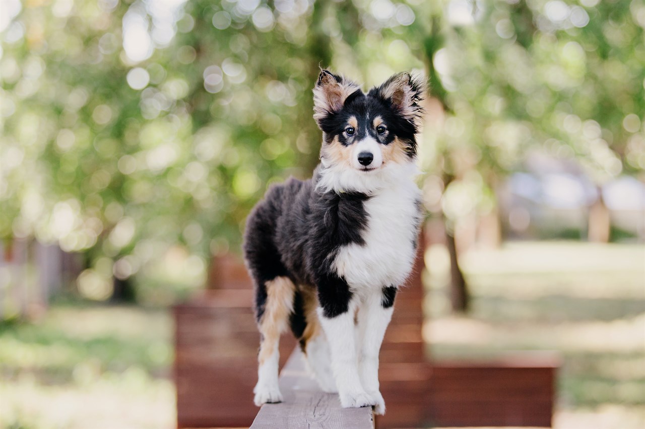 Shetland Sheepdog Dog standing on wood handle looking straight towards the camera