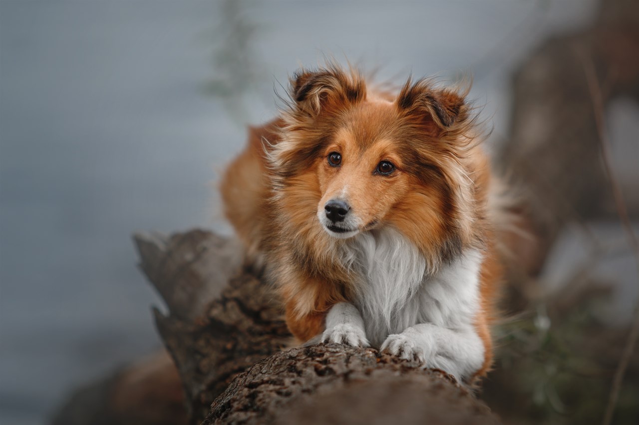 Shetland Sheepdog Dog sitting on a tree logs with wind blowing on its fur