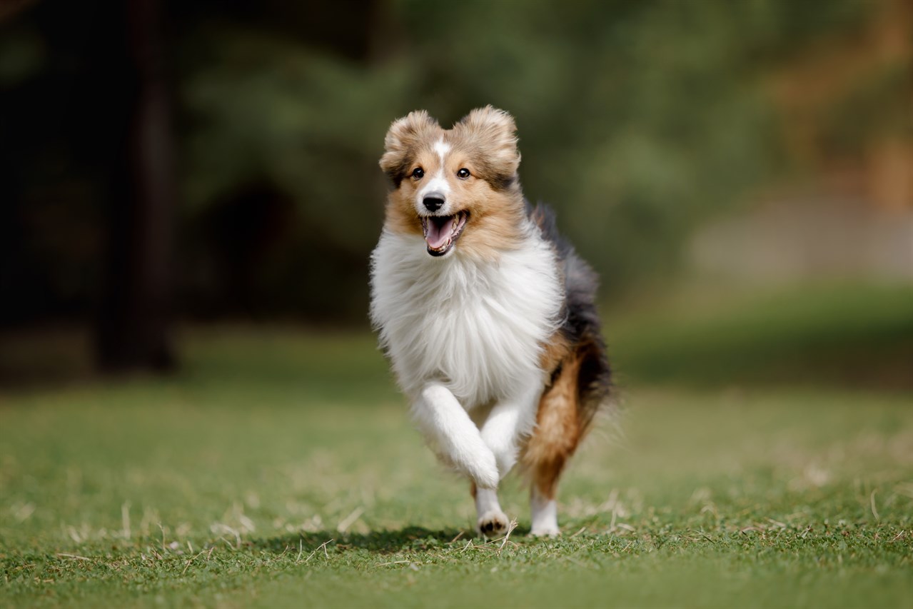 Playful Shetland Sheepdog Dog running accross green field on sunny day