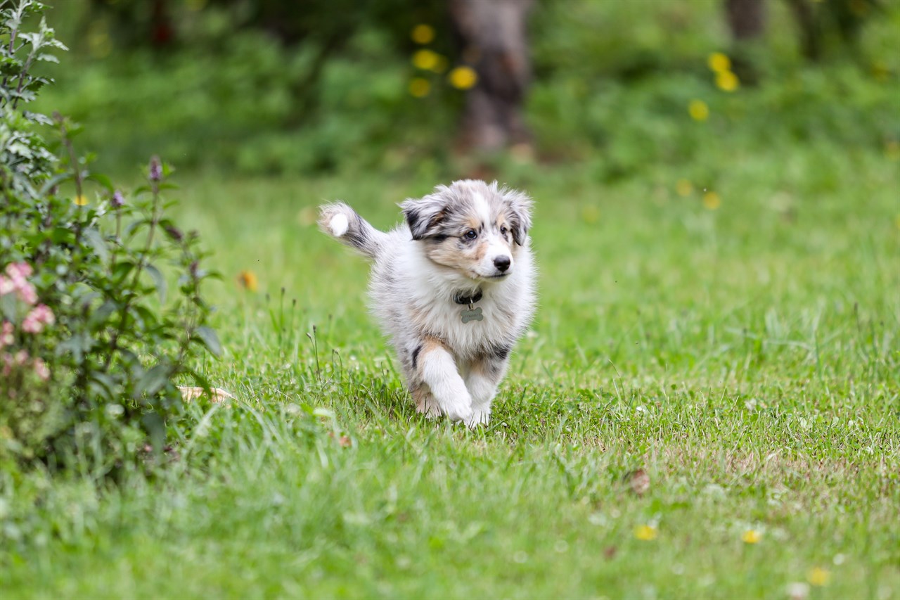 Cute Shetland Sheepdog Puppy enjoy walking outdoor with greenery background