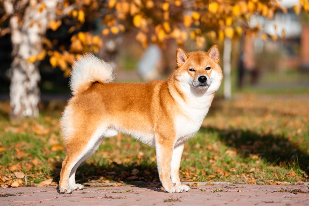 Side view of Shiba Inu Dog looking towards camera with leaves fallen background