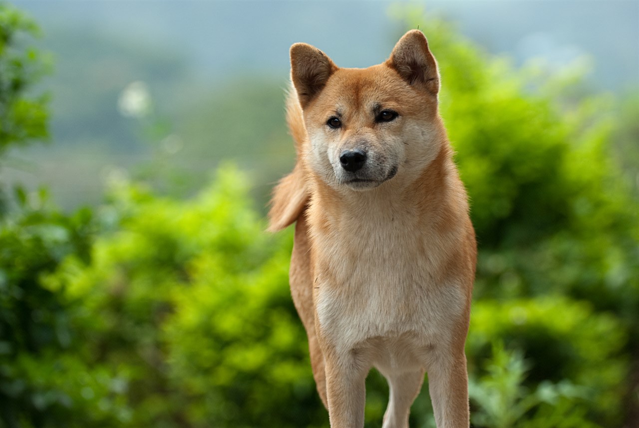 Close up view of Shiba Inu Dog with greenery background