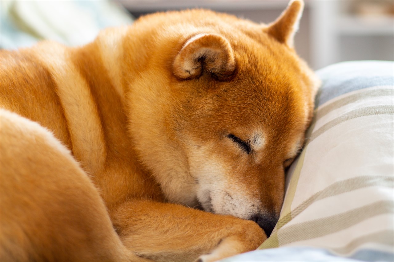 Shiba Inu Dog sleeping on a bed