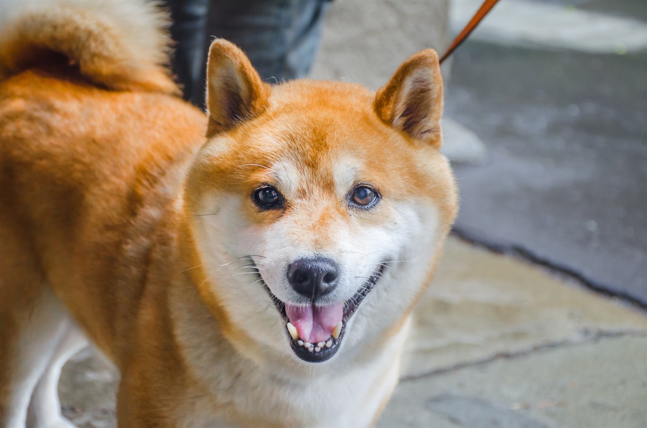 Shiba Inu Dog smiling wide at camera wearing a leash