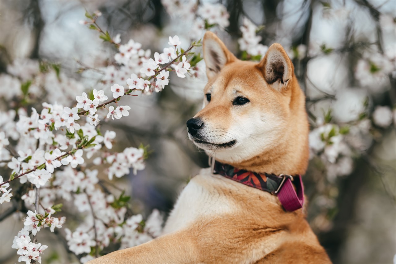 Shiba Inu Dog standing next to a flower tree wearing a collar