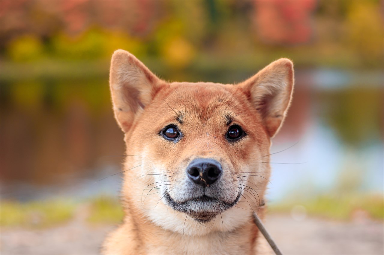 Close up view of Shiba Inu Dog face looking towards camera