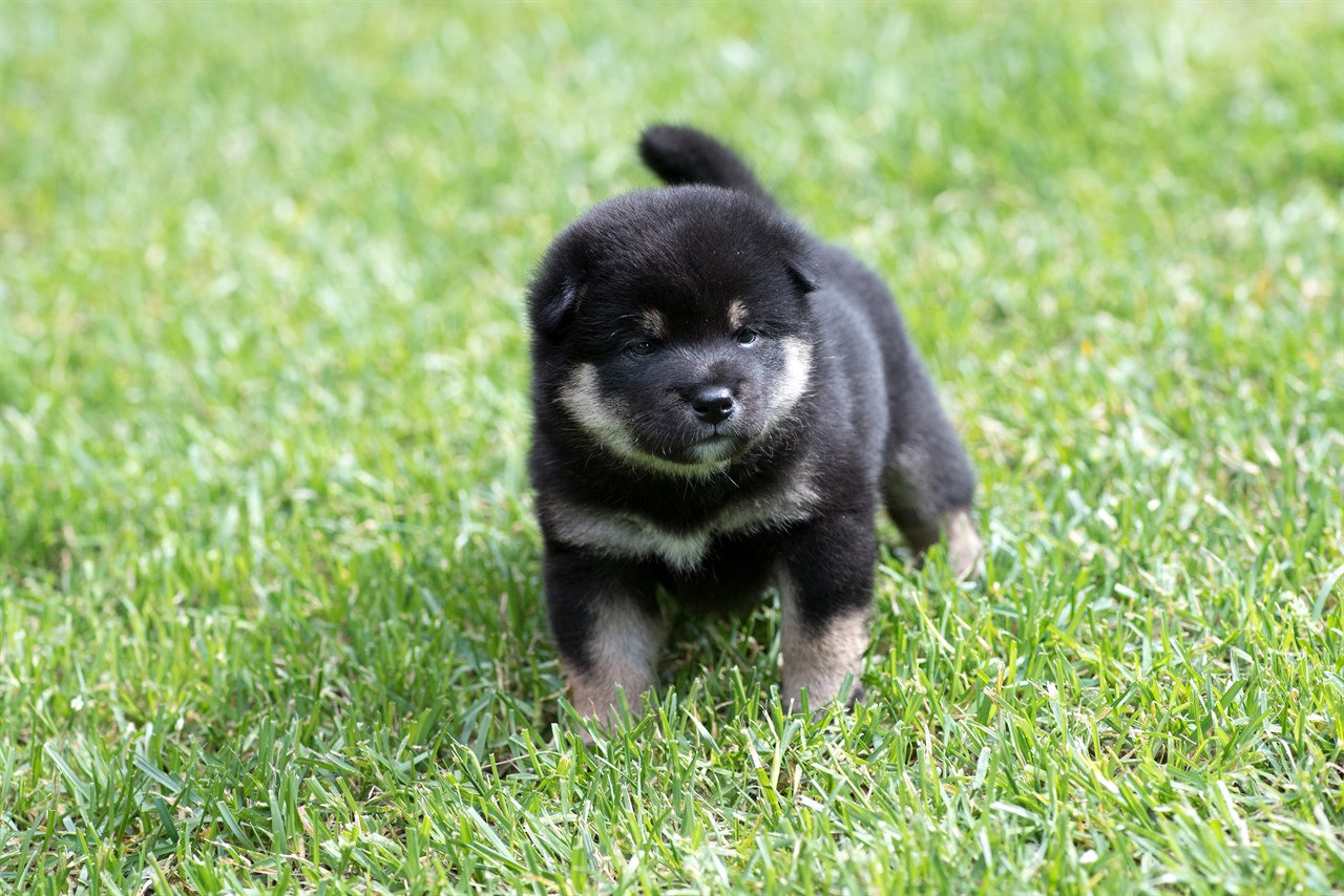 Cute Shiba Inu Puppy having walk on green grass