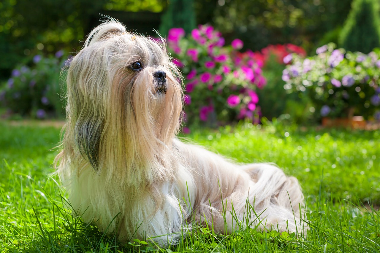 Side view of Shih Tzu Dog standing at flower garden