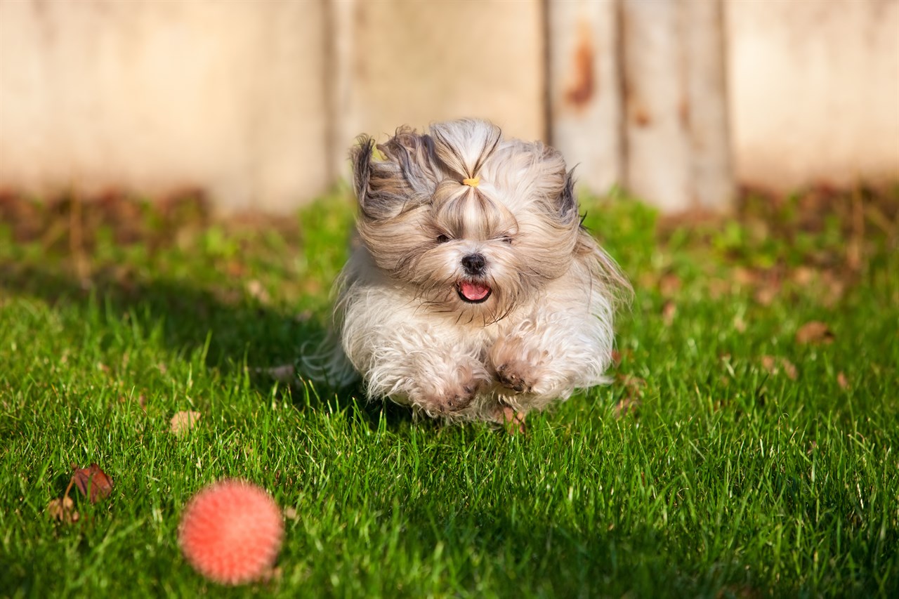 Playful Shih Tzu Dog chasing after a red ball on green grass