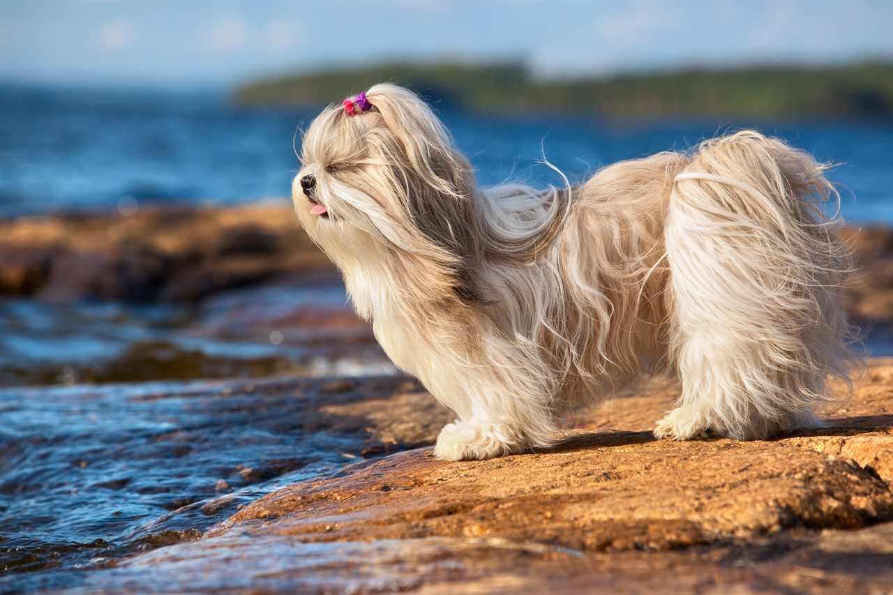 Shih Tzu Dog enjoying ocean standing on the rock