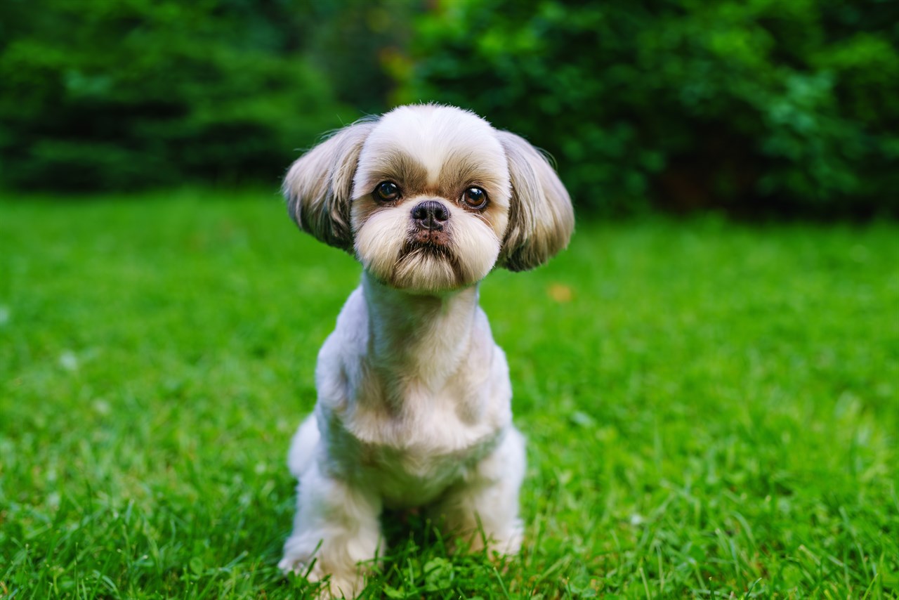 Groomed Shih Tzu Dog standing on green grass looking straigth at camera