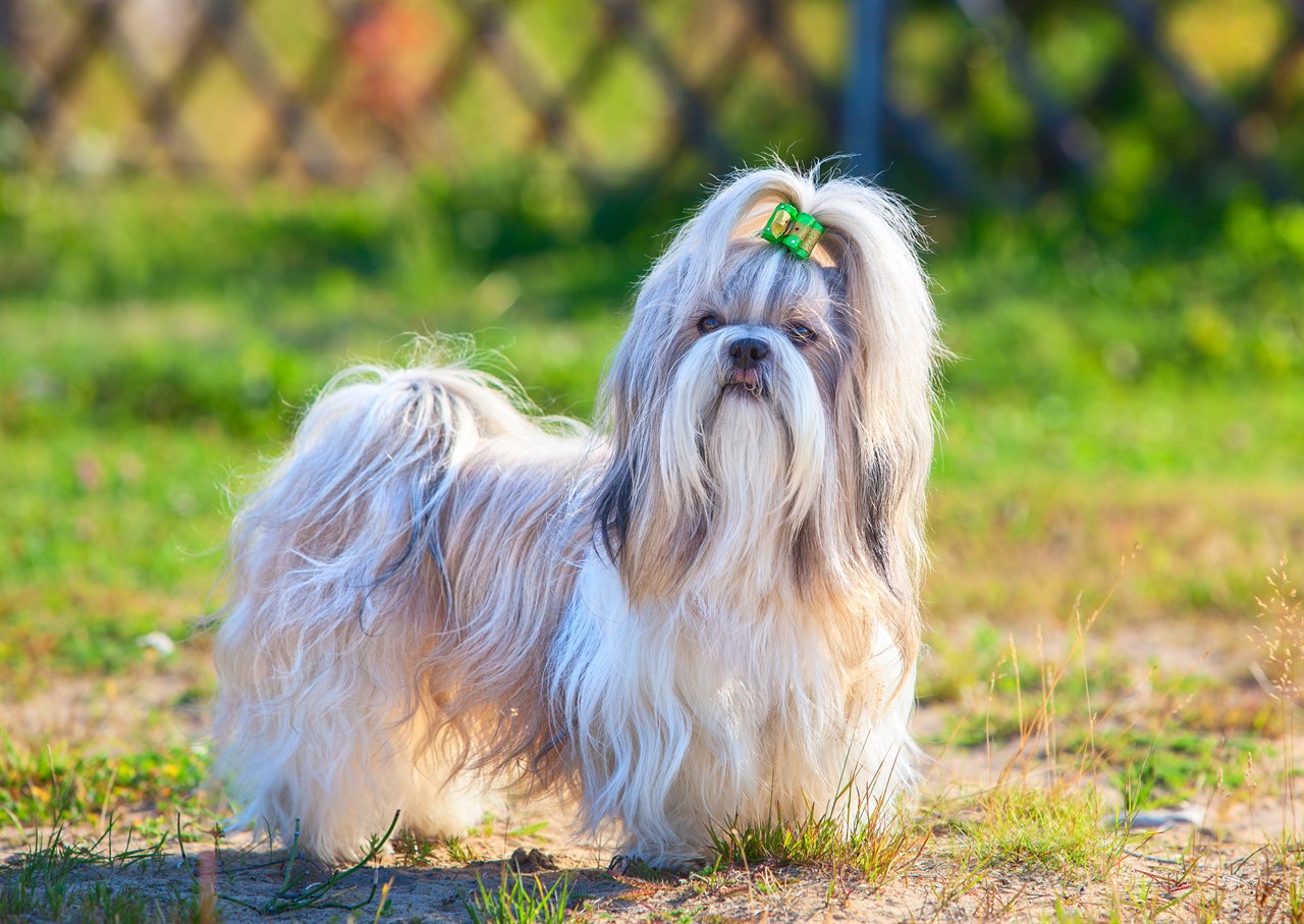 Shih Tzu Dog standing on patchy grass wearing a greenn ribbon