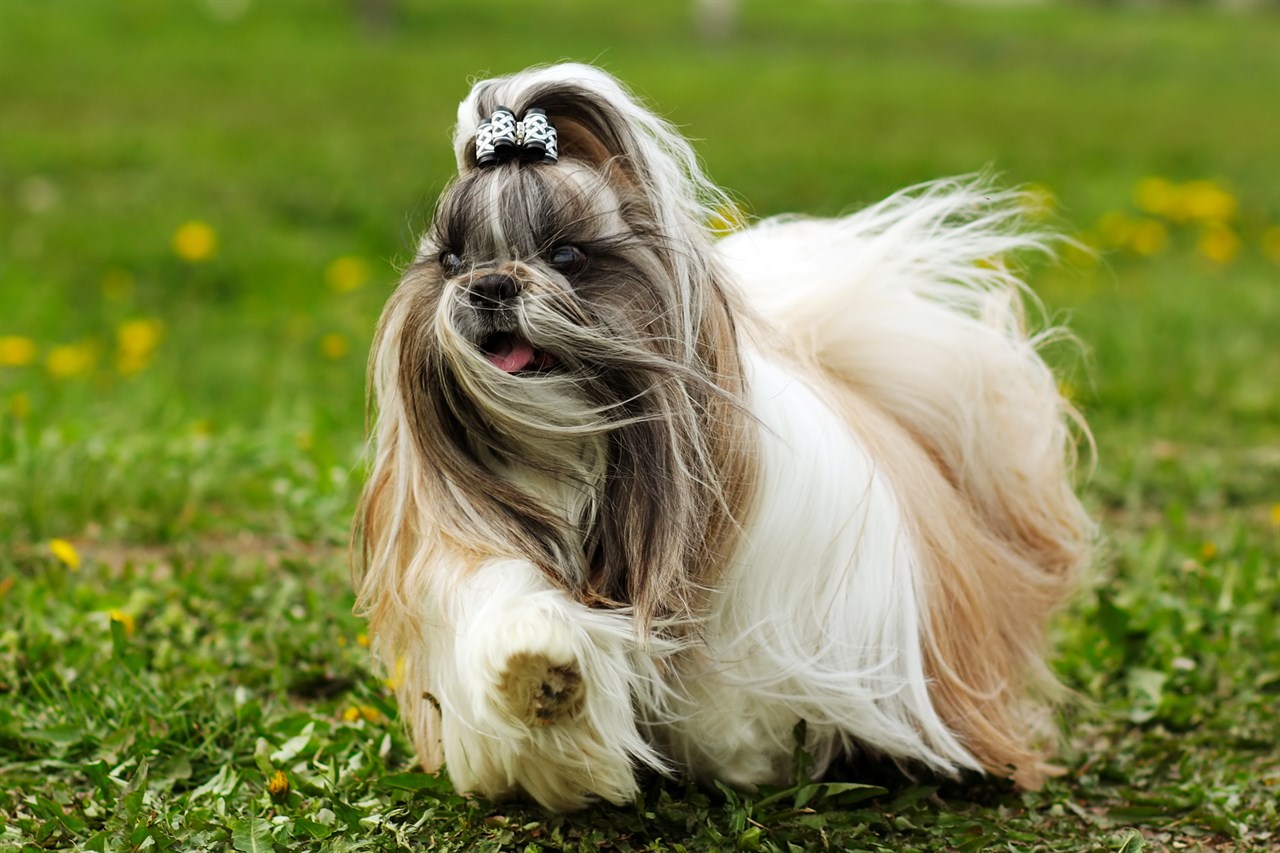 Shih Tzu Dog enjoying outdoor walk wearing a bowtie ribbon