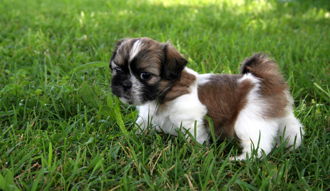 Cute Shih Tzu Puppy waliking on a tall green grass field