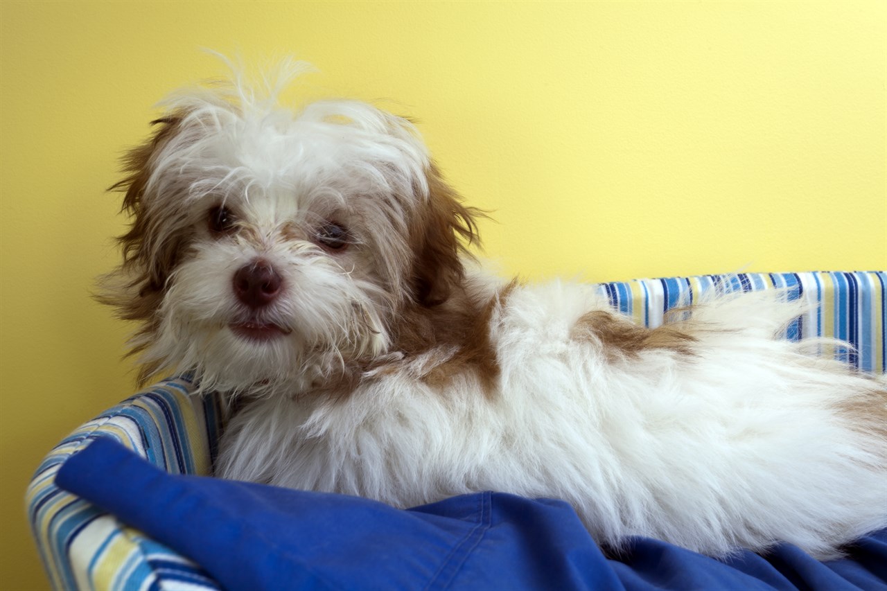 Cute Shoodle siitng in a blue dog bed looking at camera