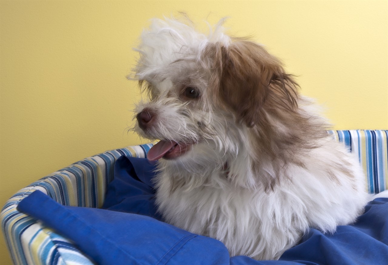 Happy Shoodle smiling with its tongue out sitting inside blue dog bed