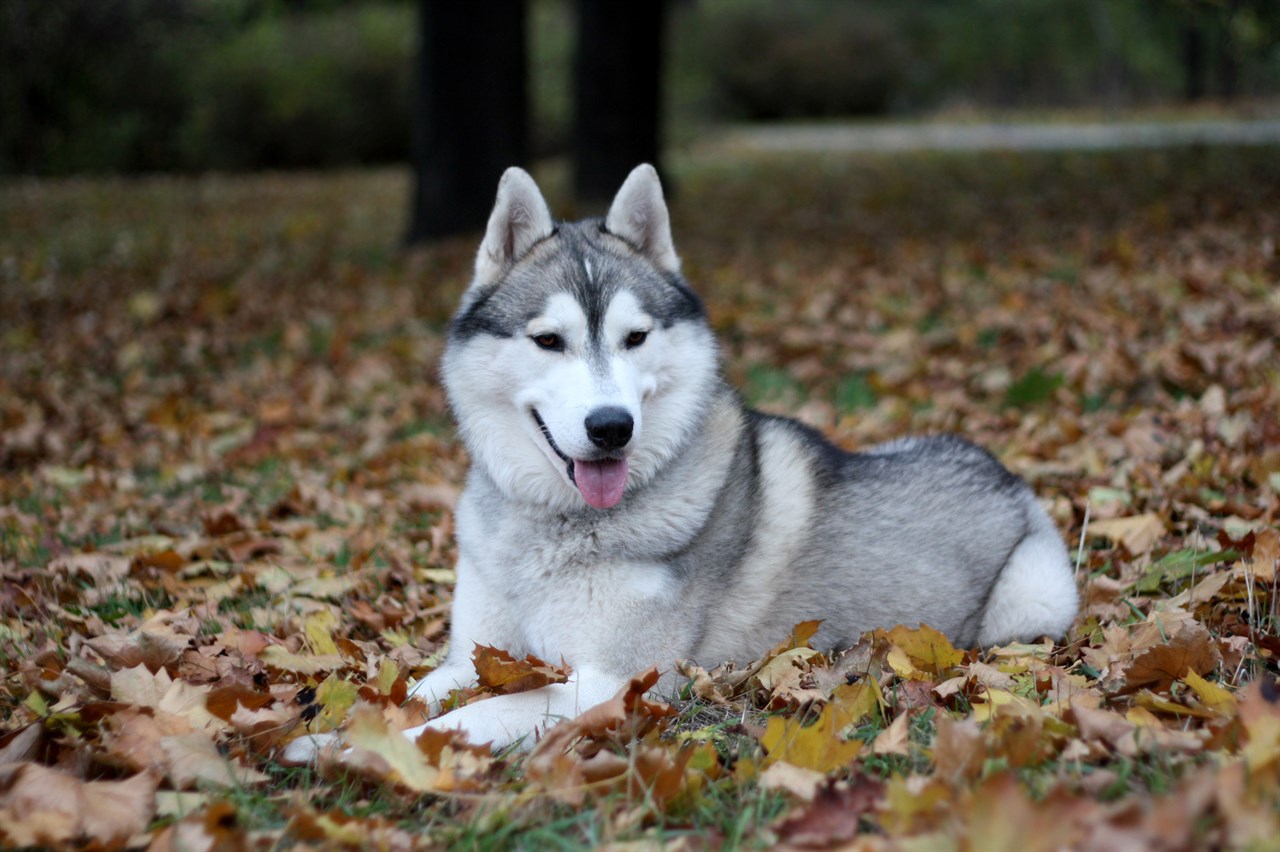 Siberian Husky Dog sitting on its belly on top of dried leaves covered ground