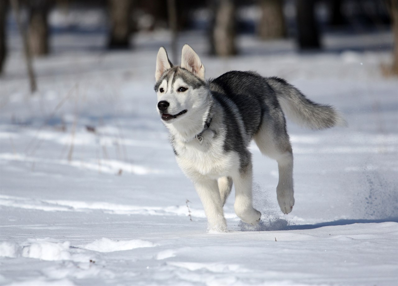 Playful Siberian Husky Dog running on snow covered ground