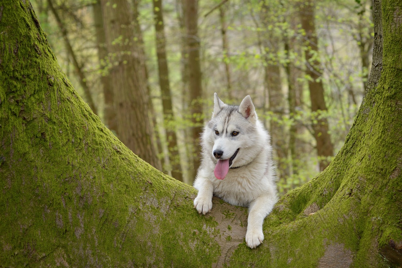 Siberian Husky Dog sitting on top of big tree roots in the woods