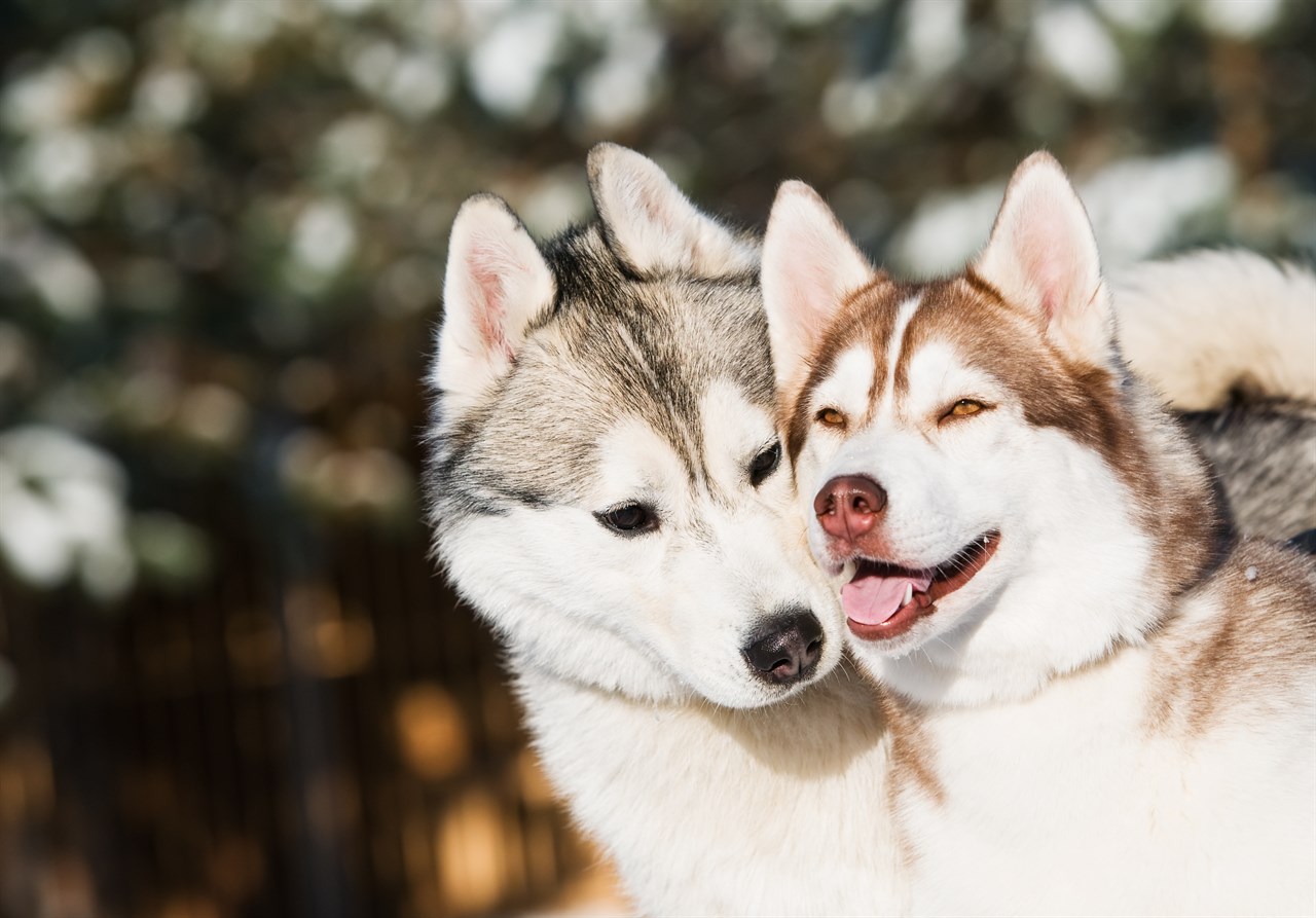 Two Siberian Husky Dogs enjoy walking together on a bright sunny day