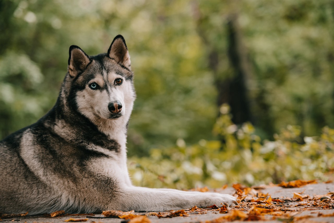 Siberian Husky Dog sitting on a road covered with dried leaves